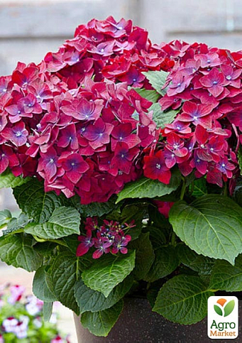 Гортензия крупнолистная 2-х летняя "Hot Red Purple" высота саженца 25-45см