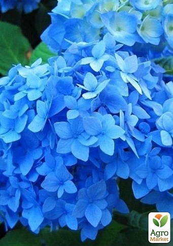Гортензія крупнолиста 2-х річна "Nico Blue" висота саджанця 20-40см
