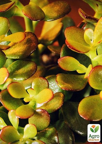 Крассула "Тропіканочка" (Crassula Magical Tree) дм 12 см вис. 20 см