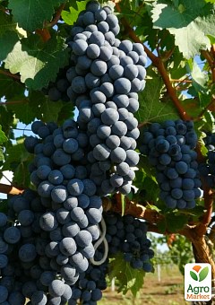Виноград "Буффало" (винный сорт, ранне-средний срок созревания, неукрывной)2