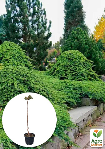 Можжевельник стелющийся на штамбе «Procumbens Nana» С2, высота 40-50см