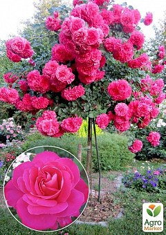 Троянда штамбова "Pink Peace" (саджанець класу АА +) вищий сорт 1шт в упаковці2