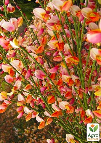 Ракитник Cytisus Praecox "Zeelandia"