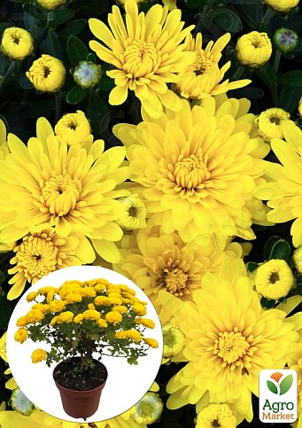 Хризантема Садова "Fonti Yellow" (горщик ф12 висота 20-30см)