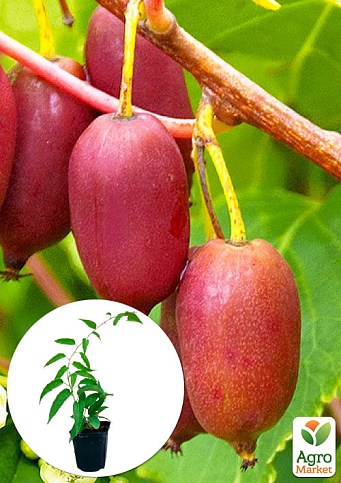 Эксклюзив! Актинидия темно-фиолетовая "Рубиновая" (Ruby) (премиальный устойчивый к заболеваниям сорт, среднего срока созревания)