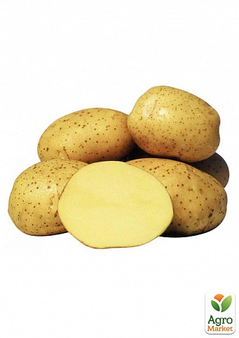 Картофель "Агата" семенной среднеспелый (1 репродукция) 1кг - фото 2