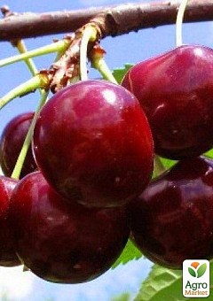 Черешня "Гермередорфская" (летний сорт, поздний срок созревания)7