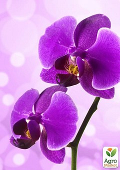 Орхидея Мини (Phalaenopsis) "Lilac"3