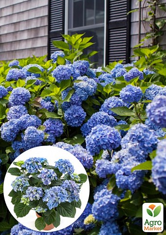 LMTD Гортензия крупнолистная цветущая 3-х летняя "Early Blue" (30-40см)