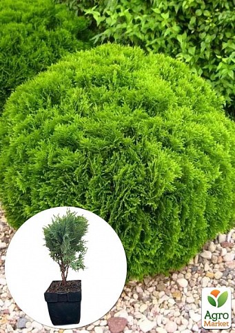 Туя западная 4-х летняя "Danica" (Thuja occidentalis) С3, высота 20-30 см