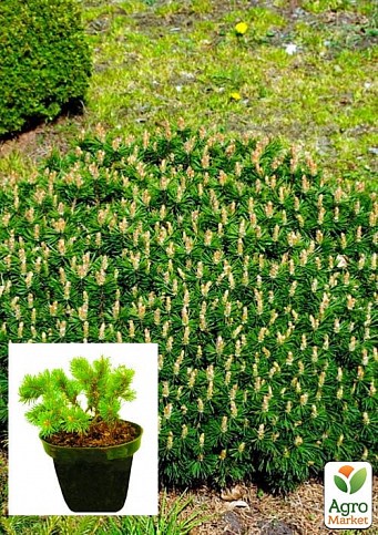 Сосна горная "Бенджамин" (Pinus mugo "Benjamin") C2, высота 20-40см