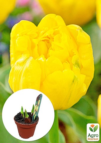 Тюльпан махровый "Yellow Baby" укорененный