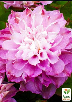 Ексклюзив! Клематис махровий біло-рожевий "Скарлетт" (преміальний, повторноквітучий сорт, великі квіти)2