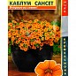 Калібрахоа "Каблум СансетF1" ТМ "Плазмові насіння" 3шт СУПЕРХІТ! NEW