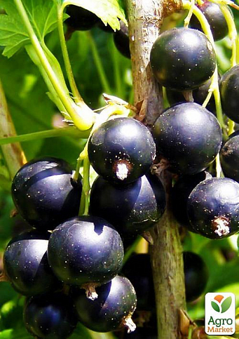 Смородина чёрная "Чёрный Бумер" (ранний срок созревания, вкус один из лучших среди крупноплодных) - фото 2