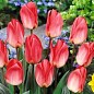 Тюльпан "Sweet Lady" 3шт в упаковке