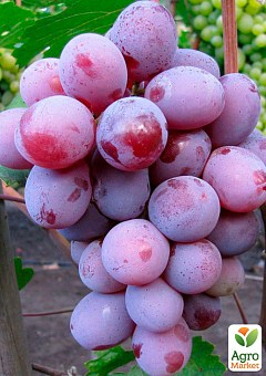 Виноград "Граф Монте Кристо" (ранне-средний срок созревания, морозостойкость до -25⁰С)2
