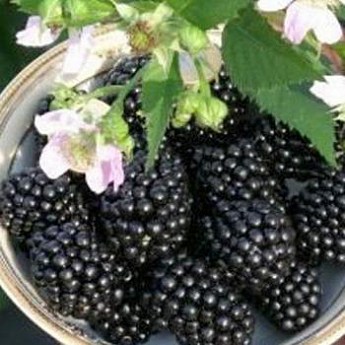 Ежевика ранне-средняя бесшипная "Полар" (Polar) купить почтой в Одессе ...