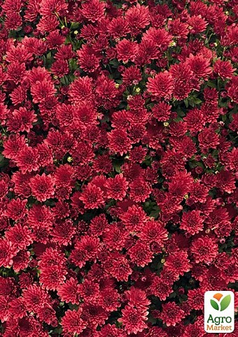 Хризантема мультифлора куляста "Jasoda Red"