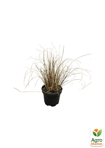 Осока Буханана "Firefox" вазон С2, висота 20-40см - фото 2