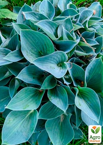 Хоста "Blue Cadet" 1шт в упаковці - фото 2