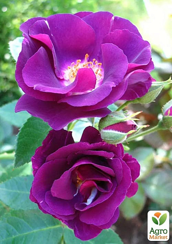 Троянда паркова "Rhapsody in Blue" (саджанець класу АА+) вищий сорт