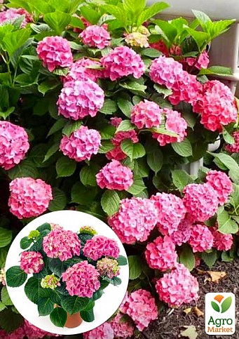 LMTD Гортензия крупнолистная цветущая 3-х летняя "Early Pink" (30-40см)