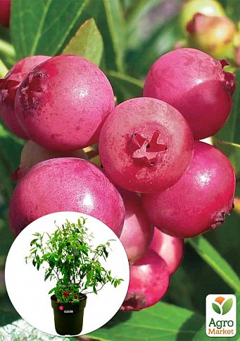 LMTD Чорниця рожева "Pink Lemonade" (сортова, укорінена) висота 50-70