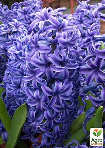 Гиацинт "Delft Blue" (размер 14/15 , крупный) 2шт в упаковке