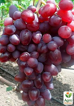 Виноград "Лада Т" (ранній термін дозрівання, має великі грона з великими рожевими ягодами)2