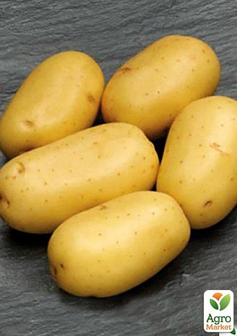 Картофель "Каррера" семенной среднеспелый (1 репродукция) 1кг