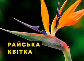 Як вирощувати стрелицію - корисні статті про садівництво від Agro-Market