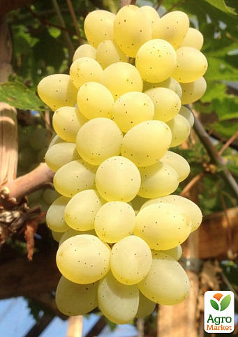ВИНОГРАД ВОСТОРГ: купить саженцы винограда восторг в Одессе, Киеве и  Украине - Agro-Market