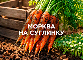 Морква на суглинку: як отримати рівний і великий урожай | Agro-market