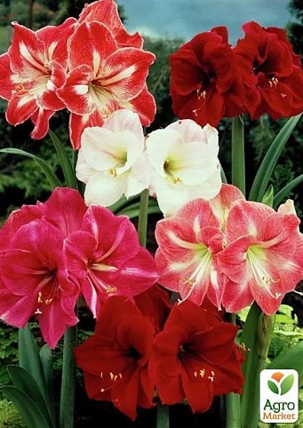 Гиппеаструм  микс "Hippeastrum mixed 3 srt." дм 14 см выс. 20 см