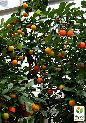 LMTD Лаймкват на штамбі з плодом 3-х річний "Citrofortunella Floridana" (25-45см) - фото 2