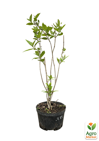 Гортензия 3-х летка метельчатая "Magical Sweet Summer" - фото 2