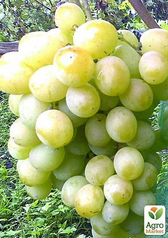 ВИНОГРАД СВЕТЛАНА: купить саженцы винограда светлана в Одессе, Киеве и  Украине - Agro-Market