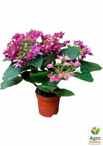 LMTD Гортензия махровая цветущая 2-х летняя "Perfection" (25-35см) серия You&Me - фото 3