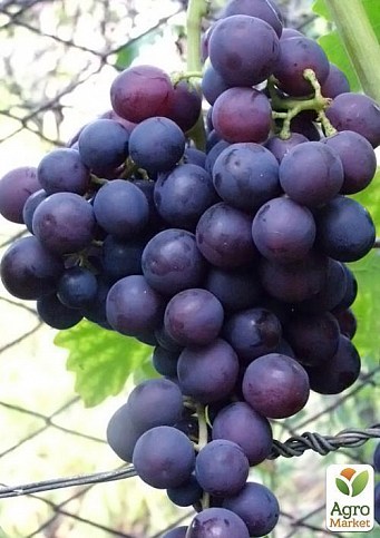 Виноград "Сеня"