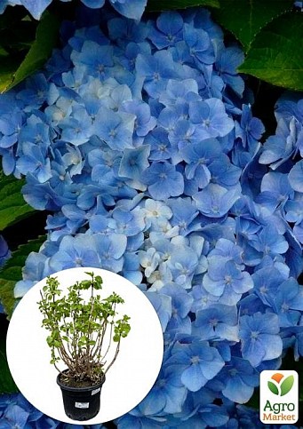 LMTD Гортензия macrophylla "Bodensee" 5-и летняя (высота 55-75см)