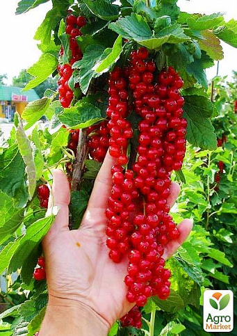 Смородина красная "Ровада" (Rovada) (средне-поздний срок созревания, имеет крупные, твердые и блестящие ягоды) - фото 2