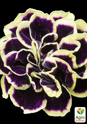 Петунія Grandiflora "Mystical Midnight Gold" (контейнер №10, висота 10-15см)