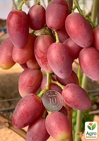 Виноград "Квазар" (сверхкрупный виноград со сладкой, хрустящей ягодой) - фото 2