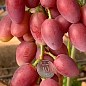 Виноград "Квазар" (сверхкрупный виноград со сладкой, хрустящей ягодой) купить