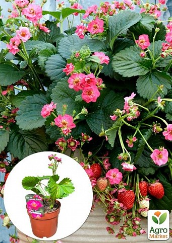 LMTD Клубника ремонтантная махровоцветущая "Cherry Blossom" (горшечное, длительное плодоношение) 