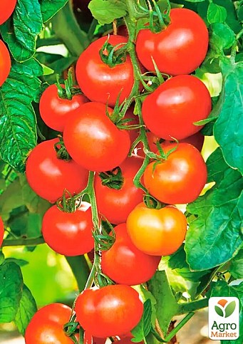 На развес Томат "Богата хата" ТМ "Весна" цена за 1г - фото 2