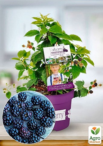 LMTD Ежевика  ремонтантная 2-х летняя "Lucky Berry" (высота 40-60см, горшок С5)