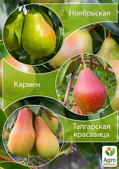 Дерево-сад Груша "Ноябрьская+Кармен+Талгарская Красавица" 1