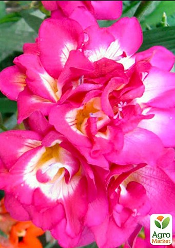 Фрезія махрова "Pink" 5шт в упаковці